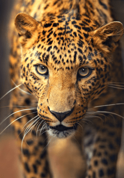 Quadro decorativo Leopardo