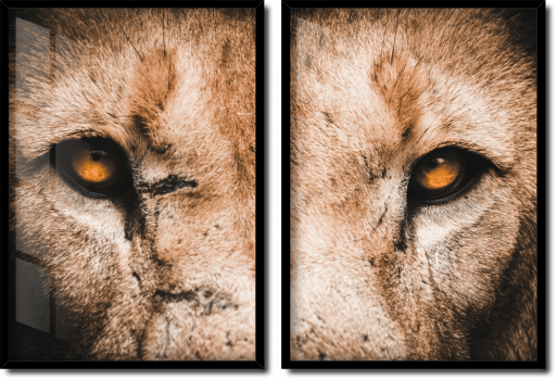 Quadros decorativos olhos de Leão