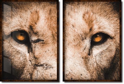 Quadros decorativos olhos de Leão
