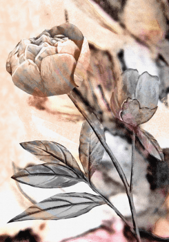 	 Quadro decorativo flores nude rose 3